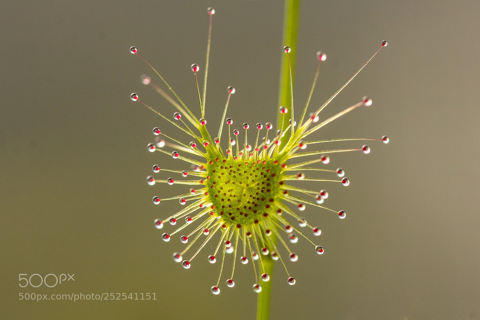 Canon EOS 60D sample photo. Drosera peltata photography