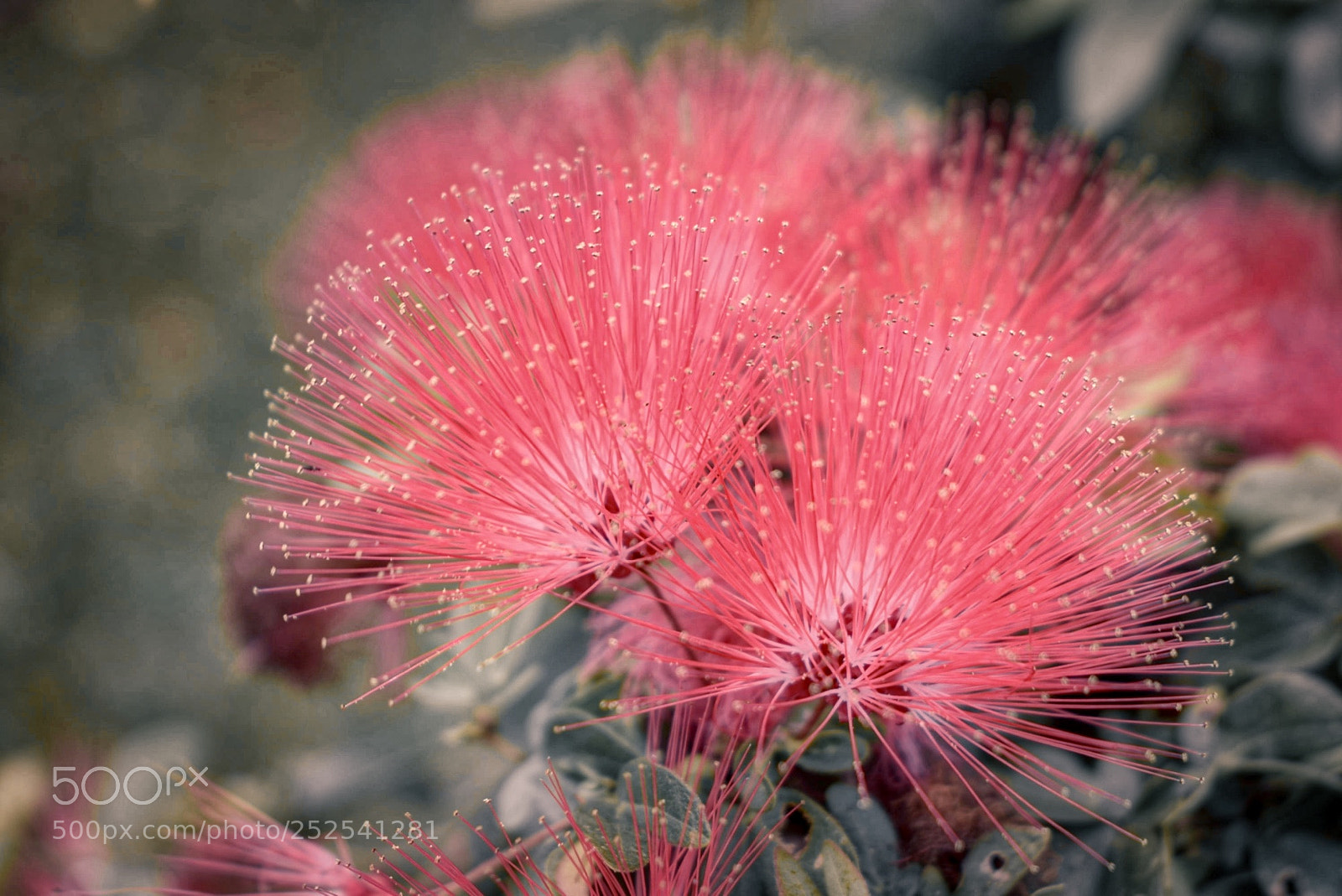 Nikon D5300 sample photo. Red puff photography