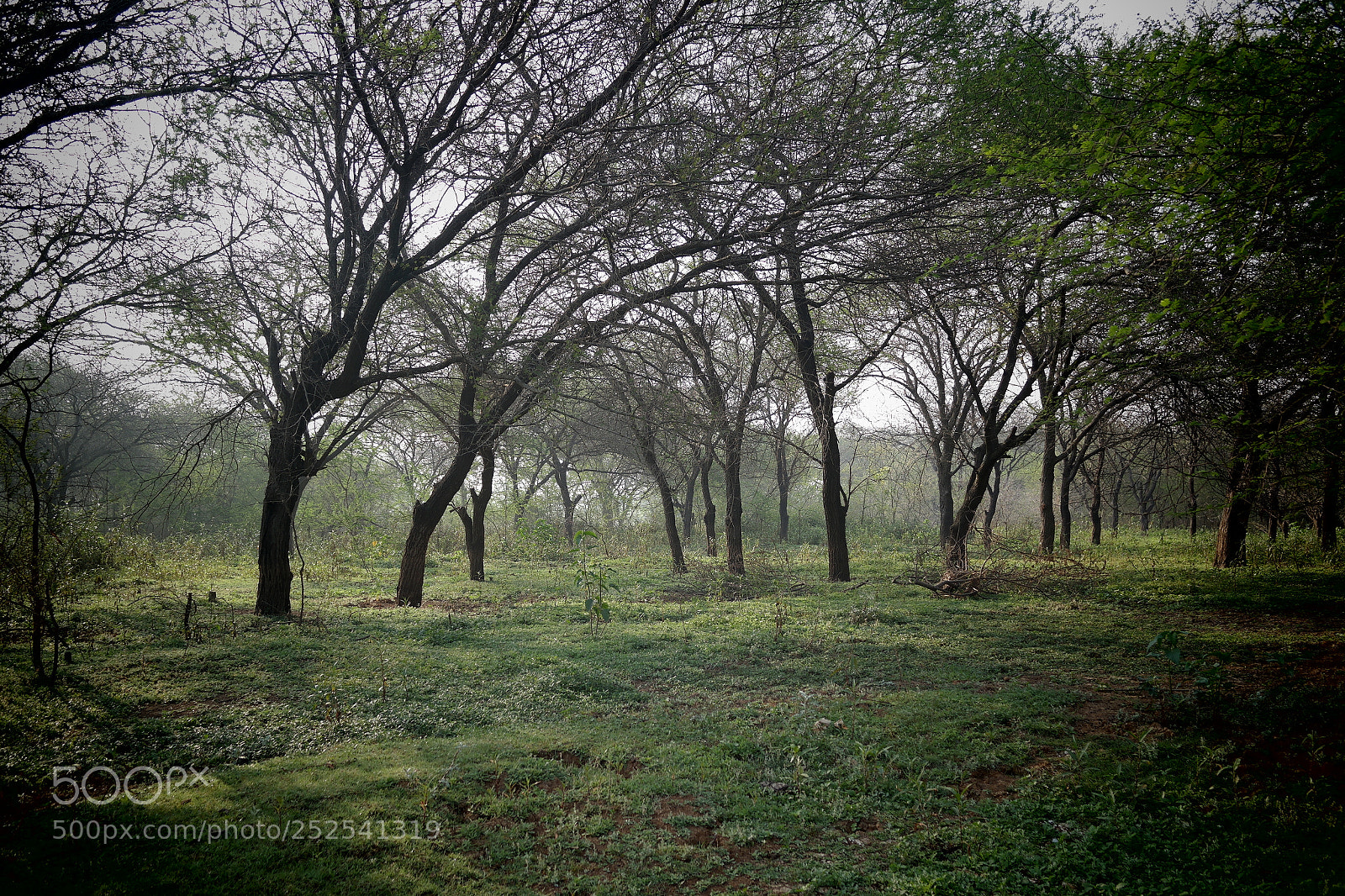 Samsung NX2000 sample photo. Into the woods morning photography