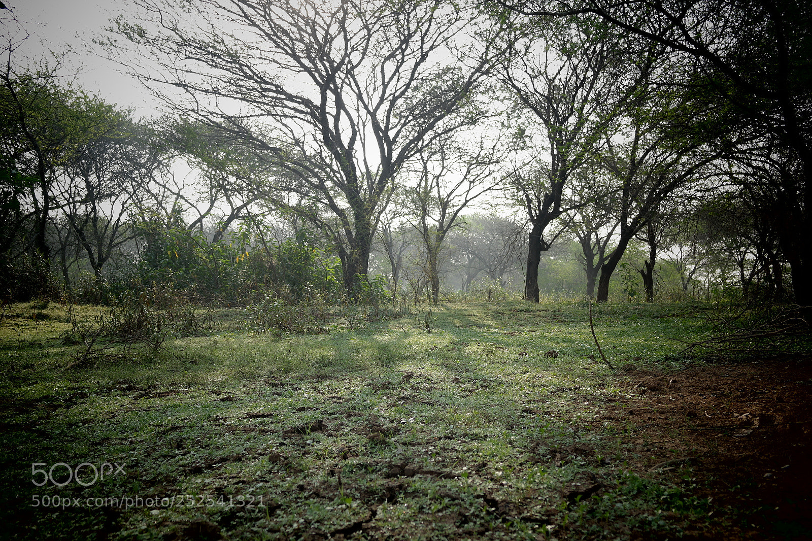 Samsung NX2000 sample photo. Into the woods morning photography