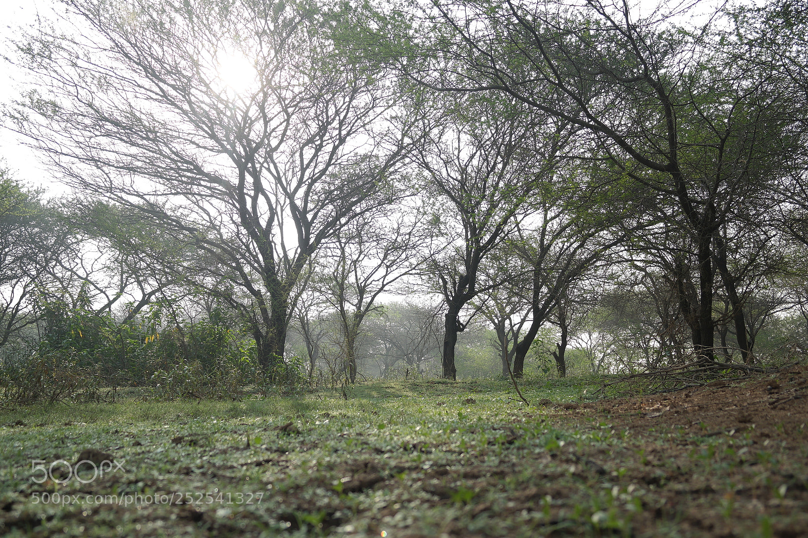 Samsung NX2000 sample photo. Into the woods morning photography
