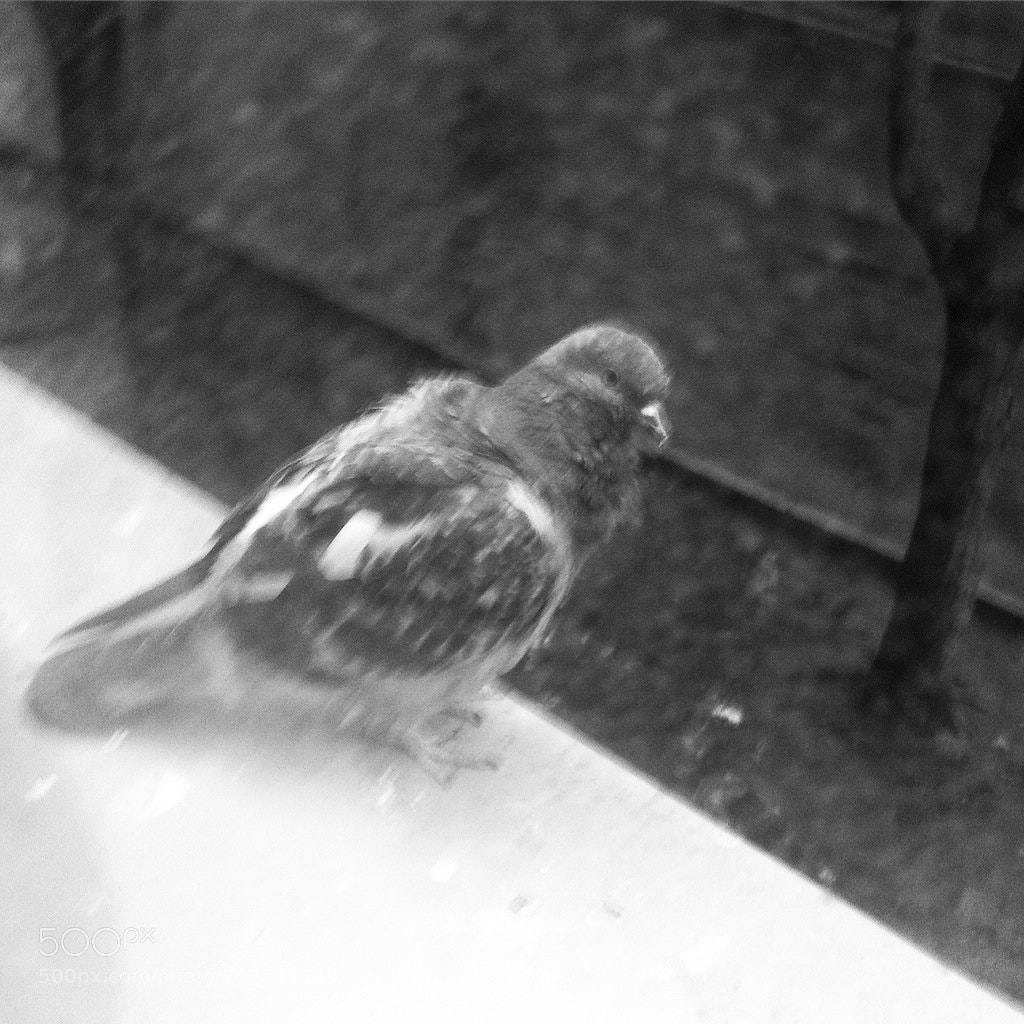 Apple iPhone 4 sample photo. Brd photography