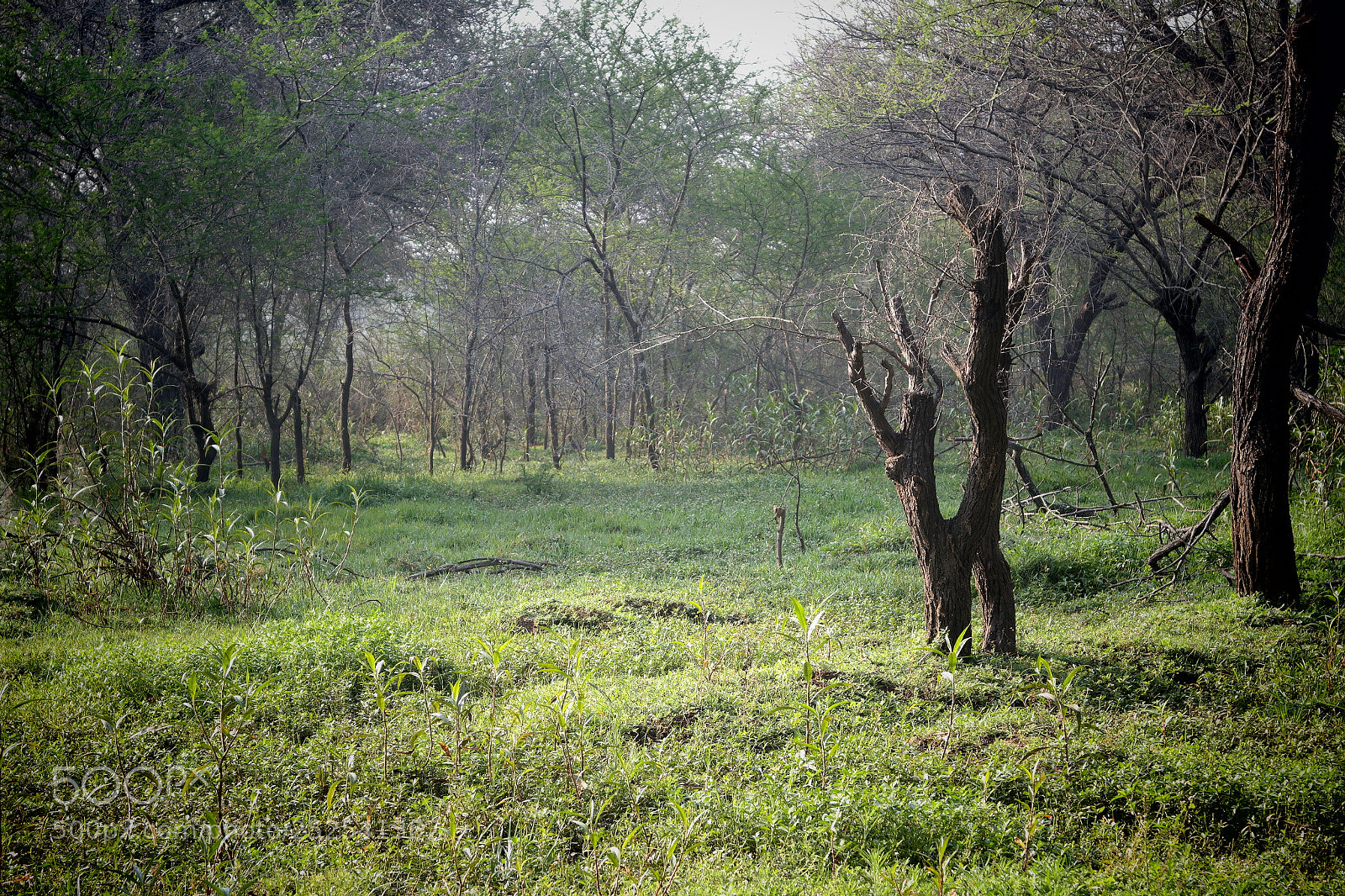 Samsung NX2000 sample photo. Into the woods morning photography