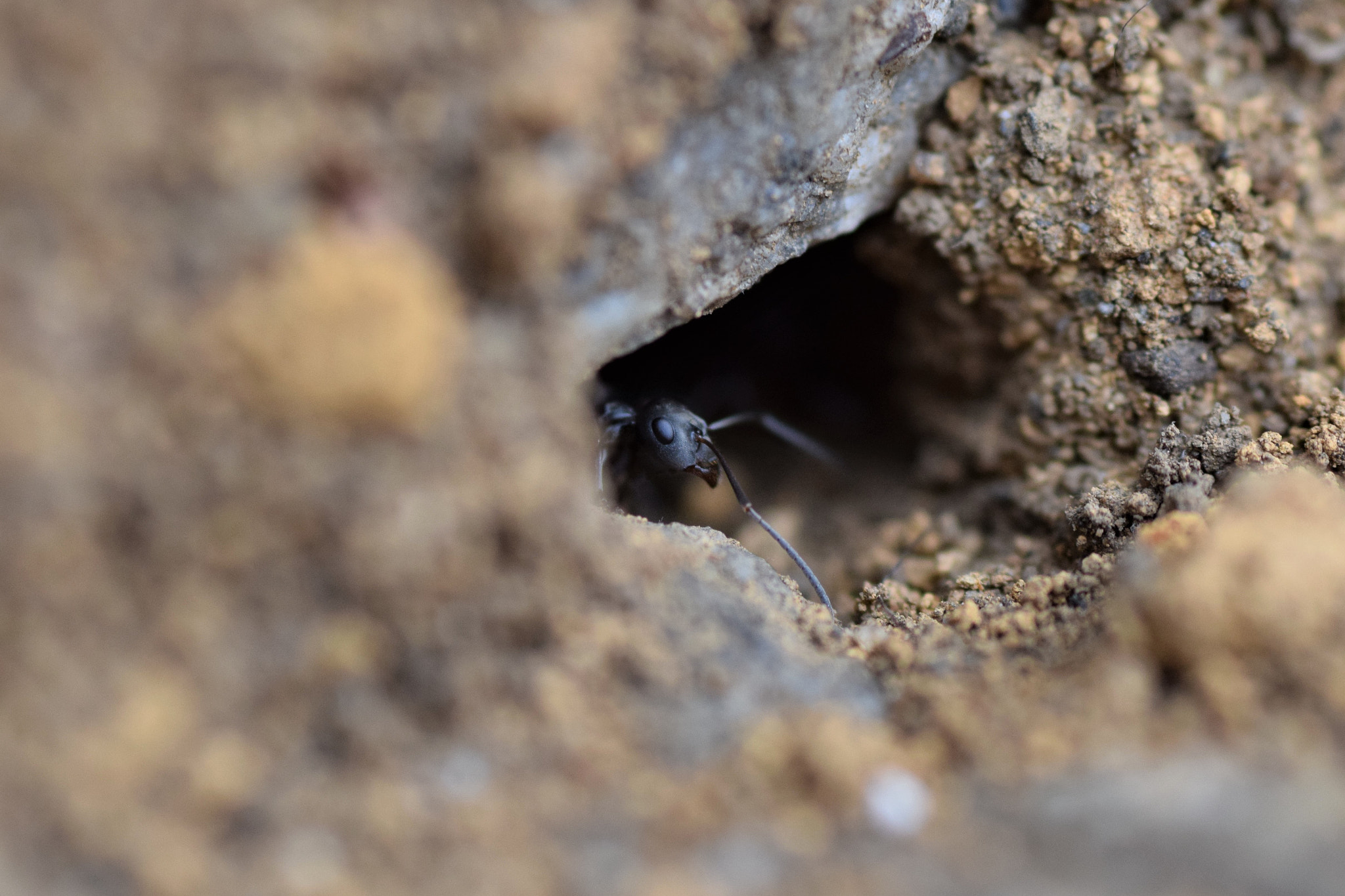 Nikon D3300 sample photo. Ant photography