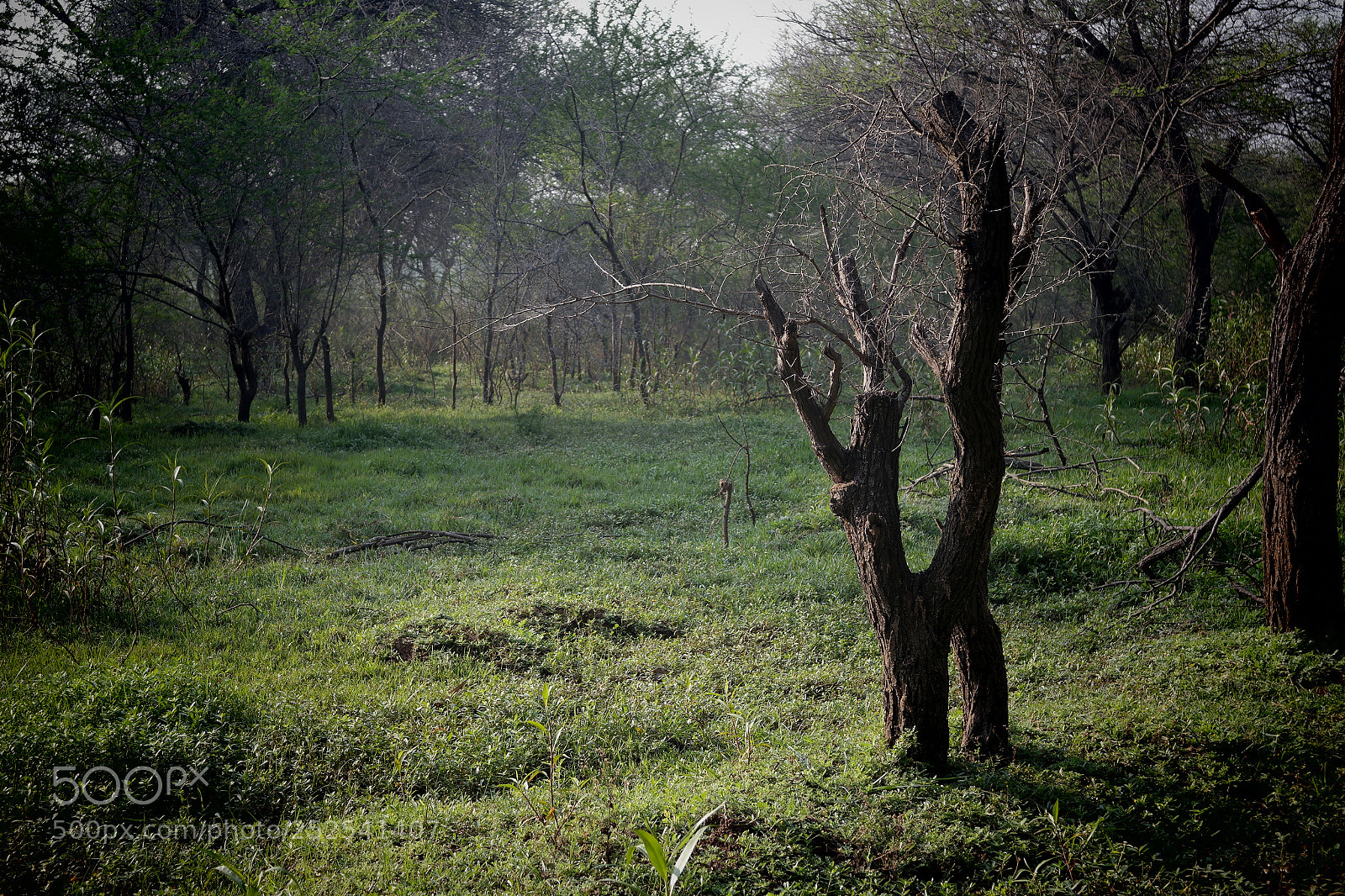 Samsung NX2000 sample photo. Into the woods morning photography