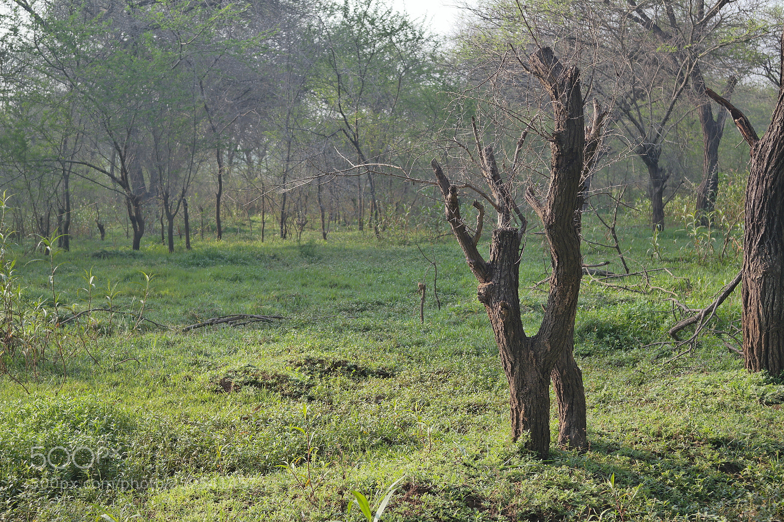 Samsung NX2000 sample photo. Into the woods morning photography