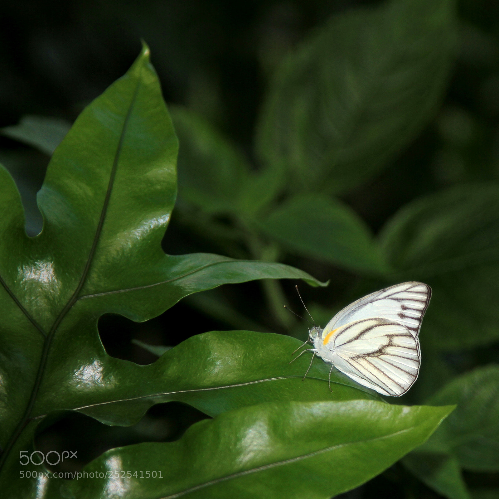 Canon EOS 7D + Canon EF 24-105mm F4L IS USM sample photo. White butterfly photography