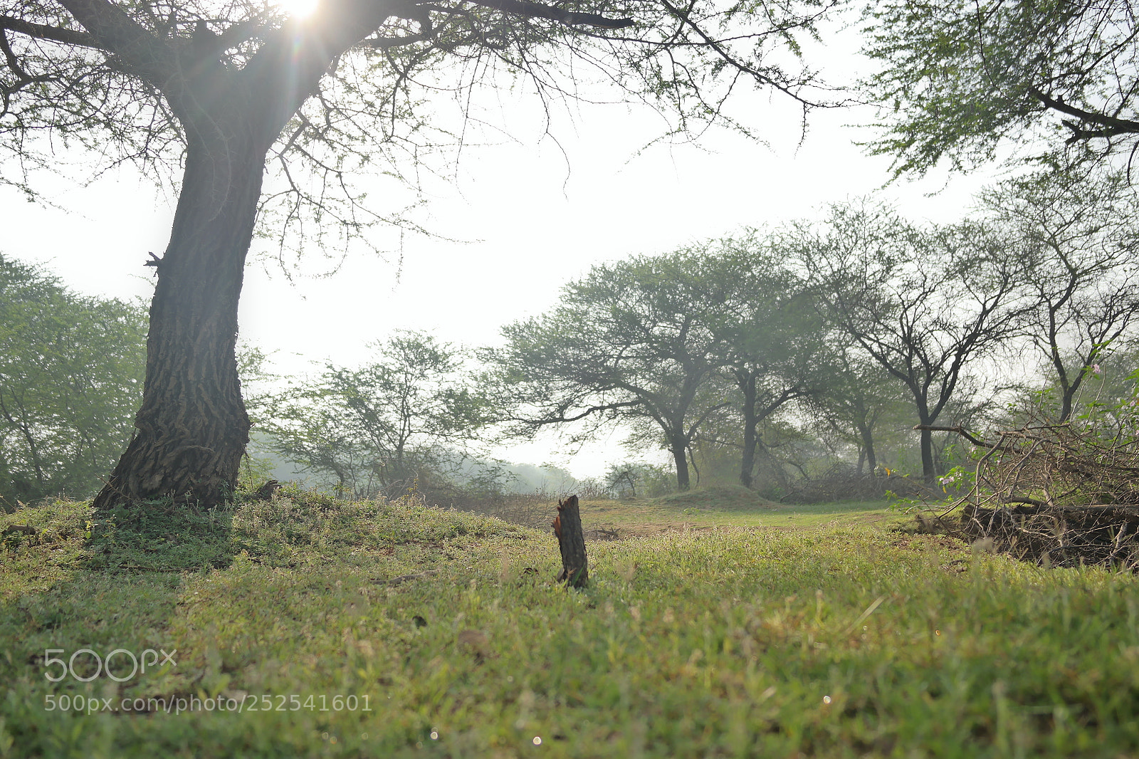 Samsung NX2000 sample photo. Into the woods morning photography