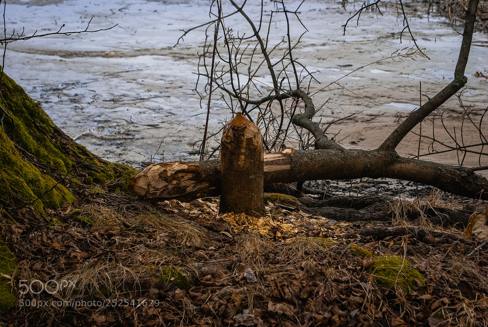 Nikon D60 sample photo. Бобры поработали photography