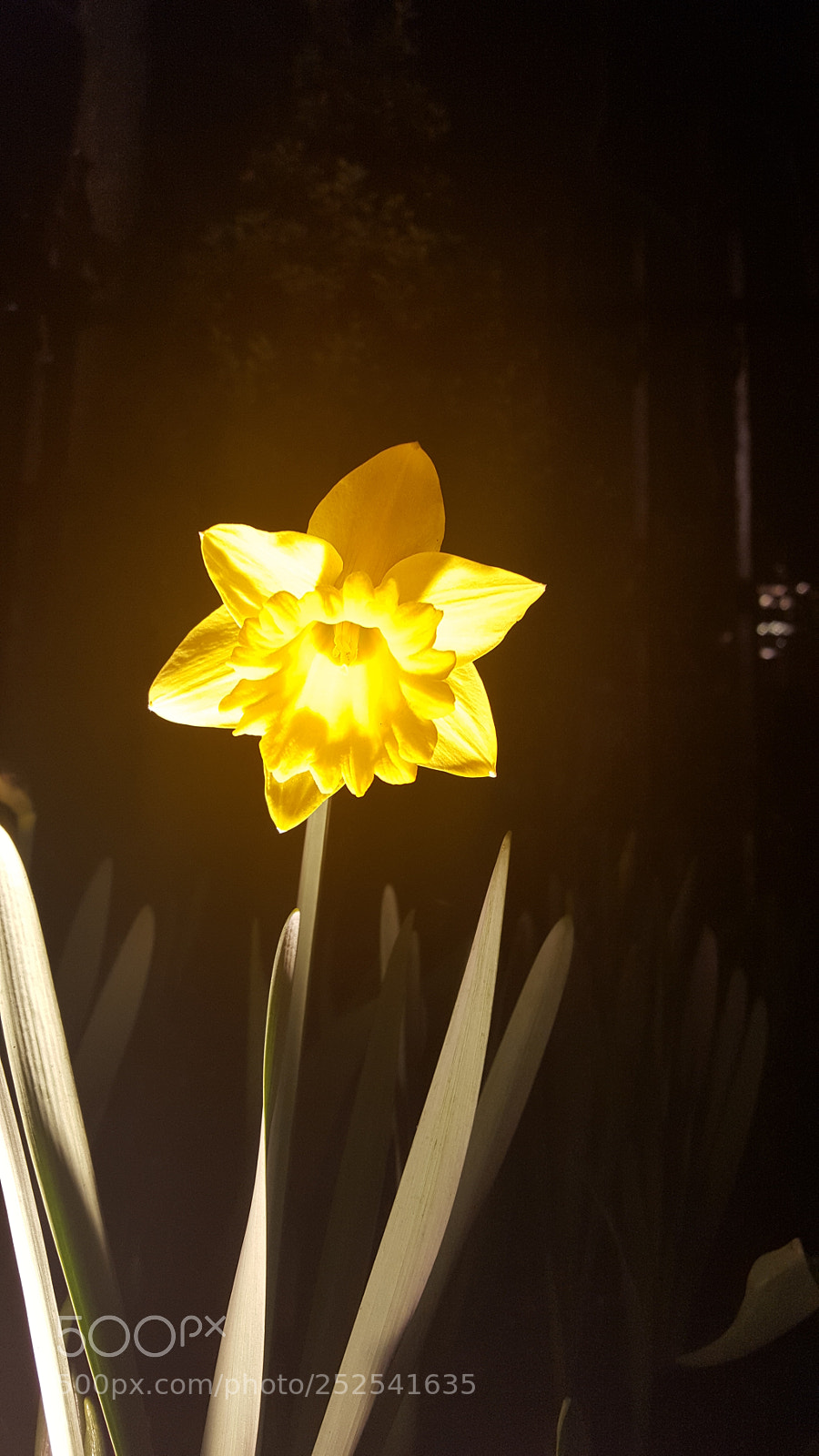 Samsung Galaxy S6 sample photo. Pretty yellow flower photography
