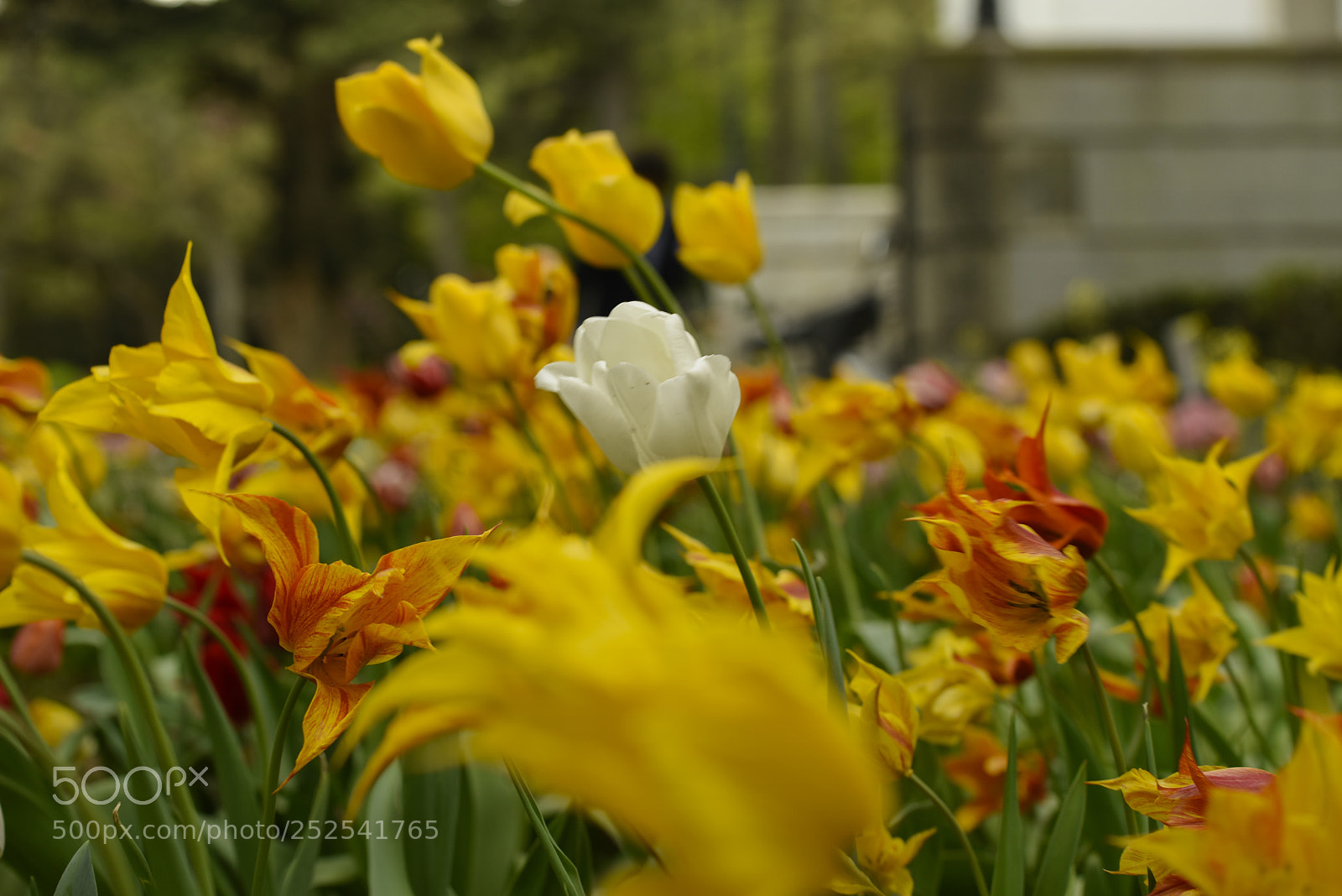 Nikon D810 sample photo. We are all the photography