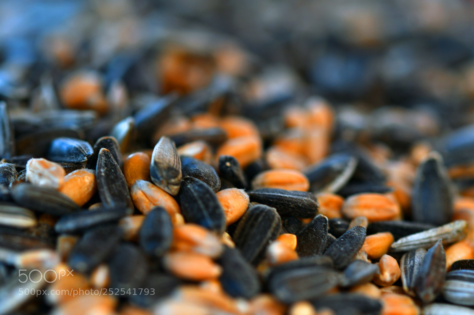 Nikon D500 sample photo. Vogelfutter photography