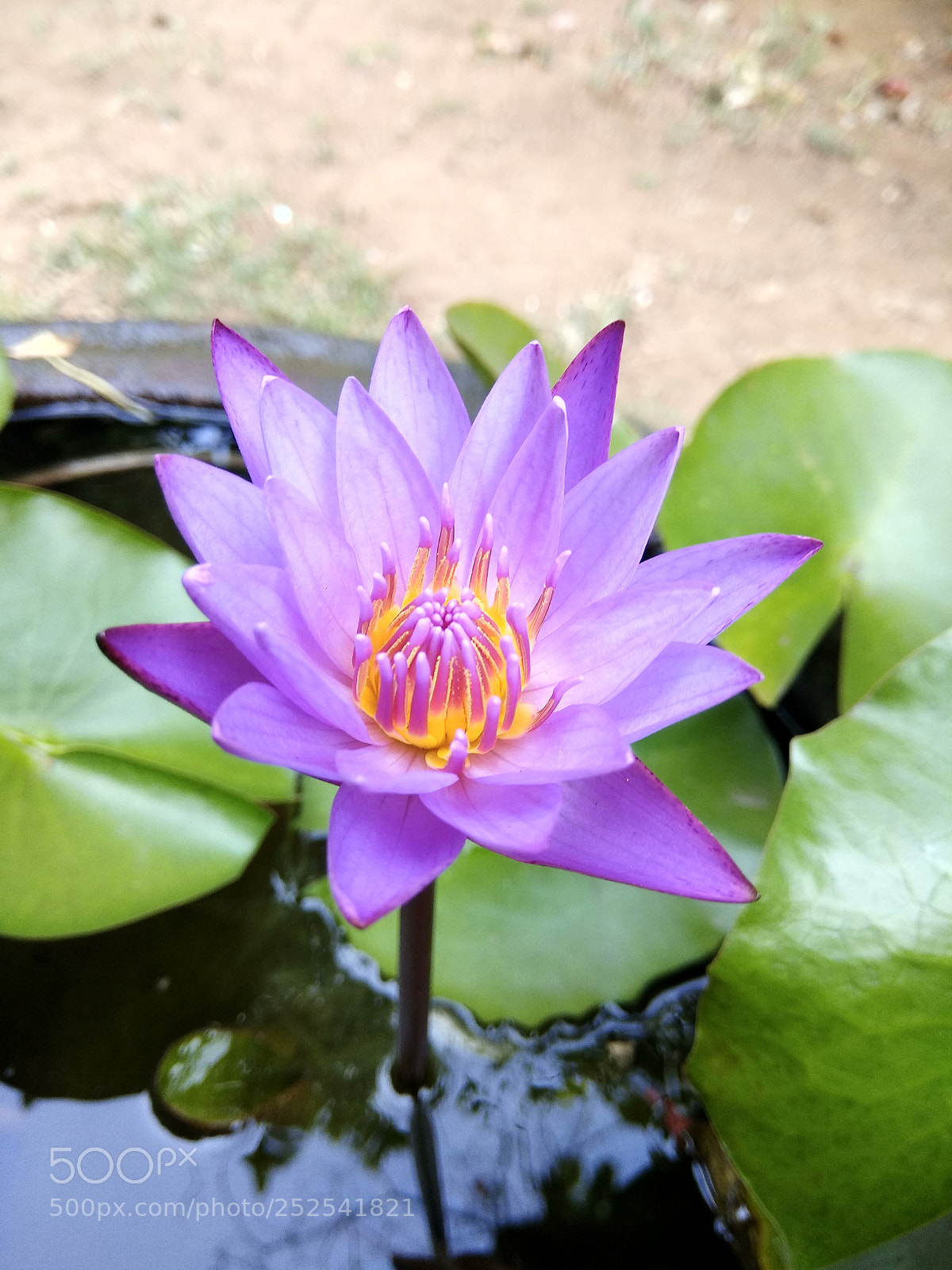 Xiaomi Redmi Note 4 sample photo. Untitled photography