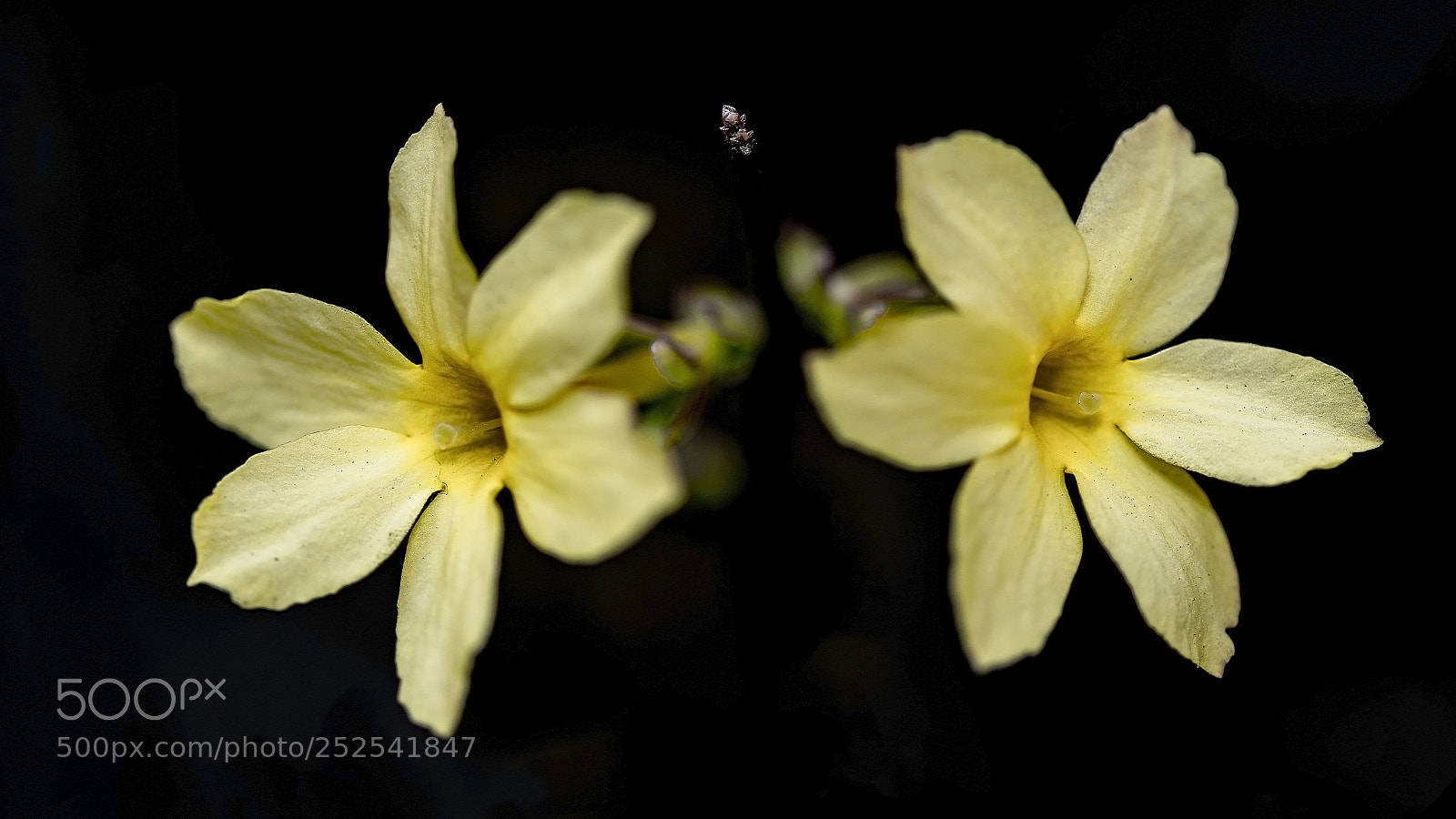 Nikon D500 sample photo. Golden jasmine photography