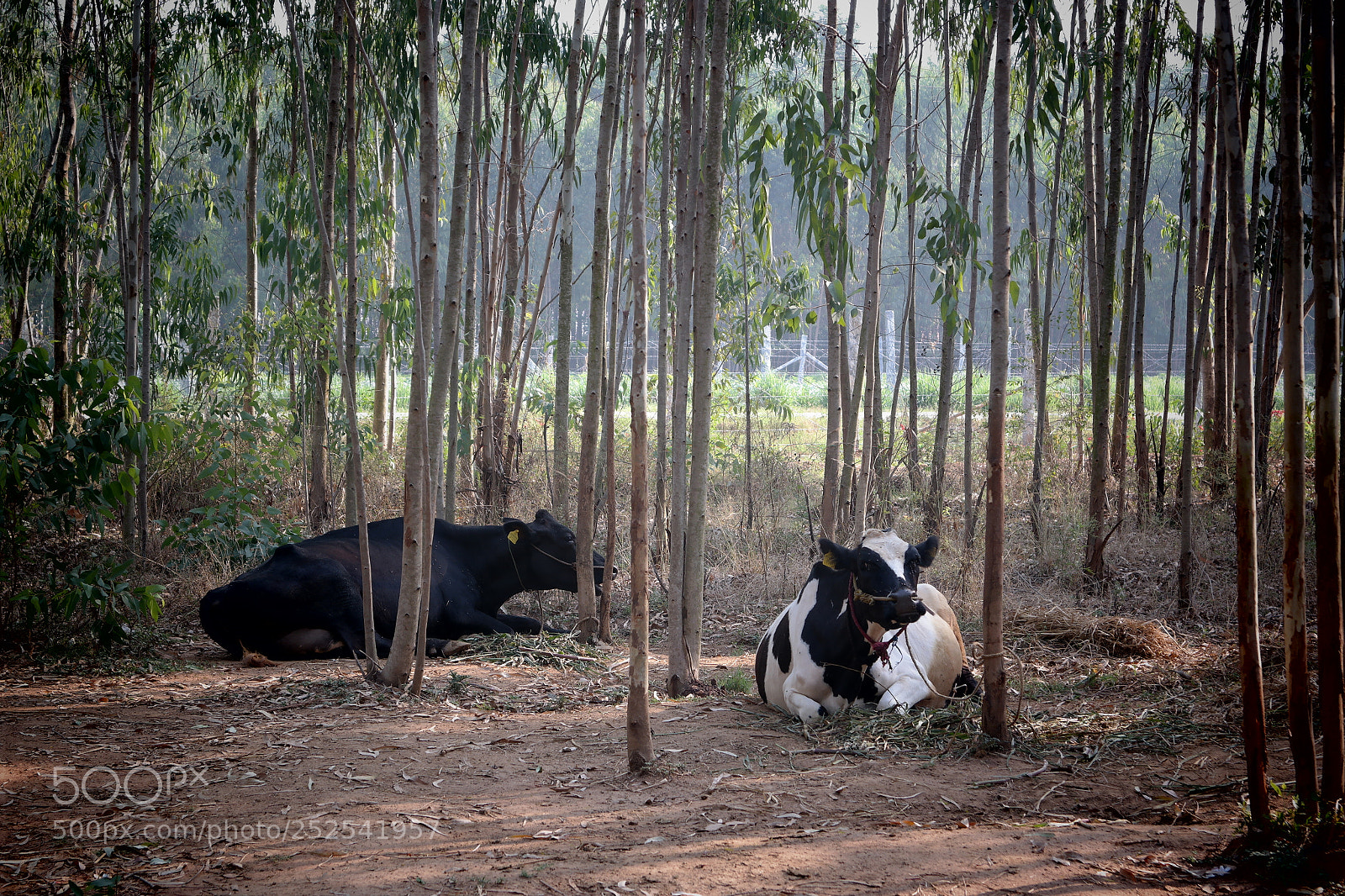 Samsung NX2000 sample photo. Into the woods morning photography