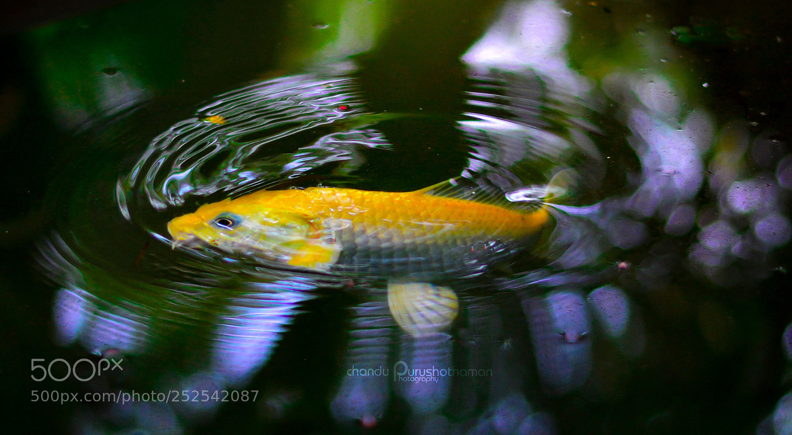 Nikon D5200 sample photo. Fish eye.. ? photography