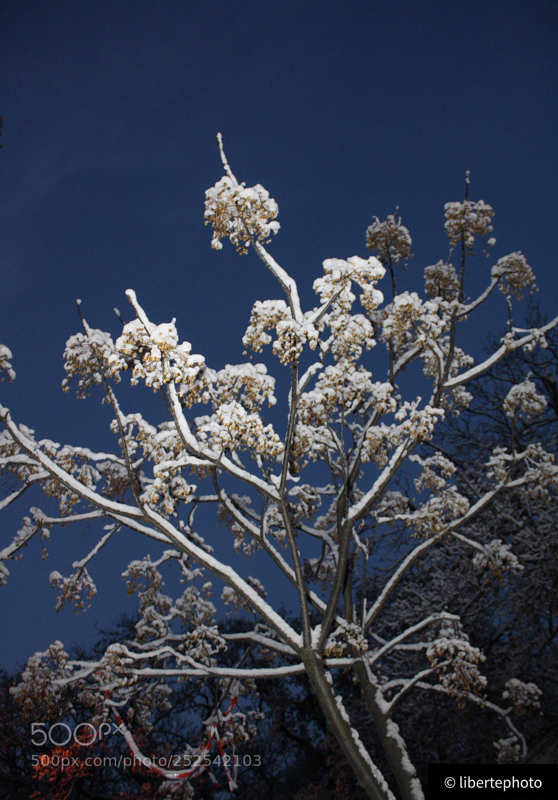 Canon EOS 1000D (EOS Digital Rebel XS / EOS Kiss F) sample photo. .... photography