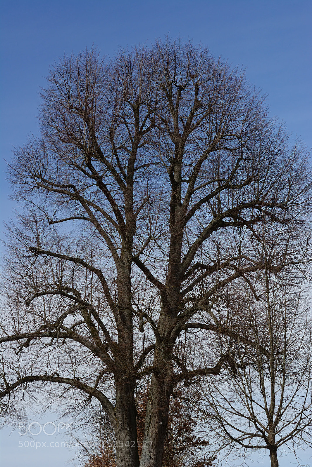 Nikon D7100 sample photo. Tree photography