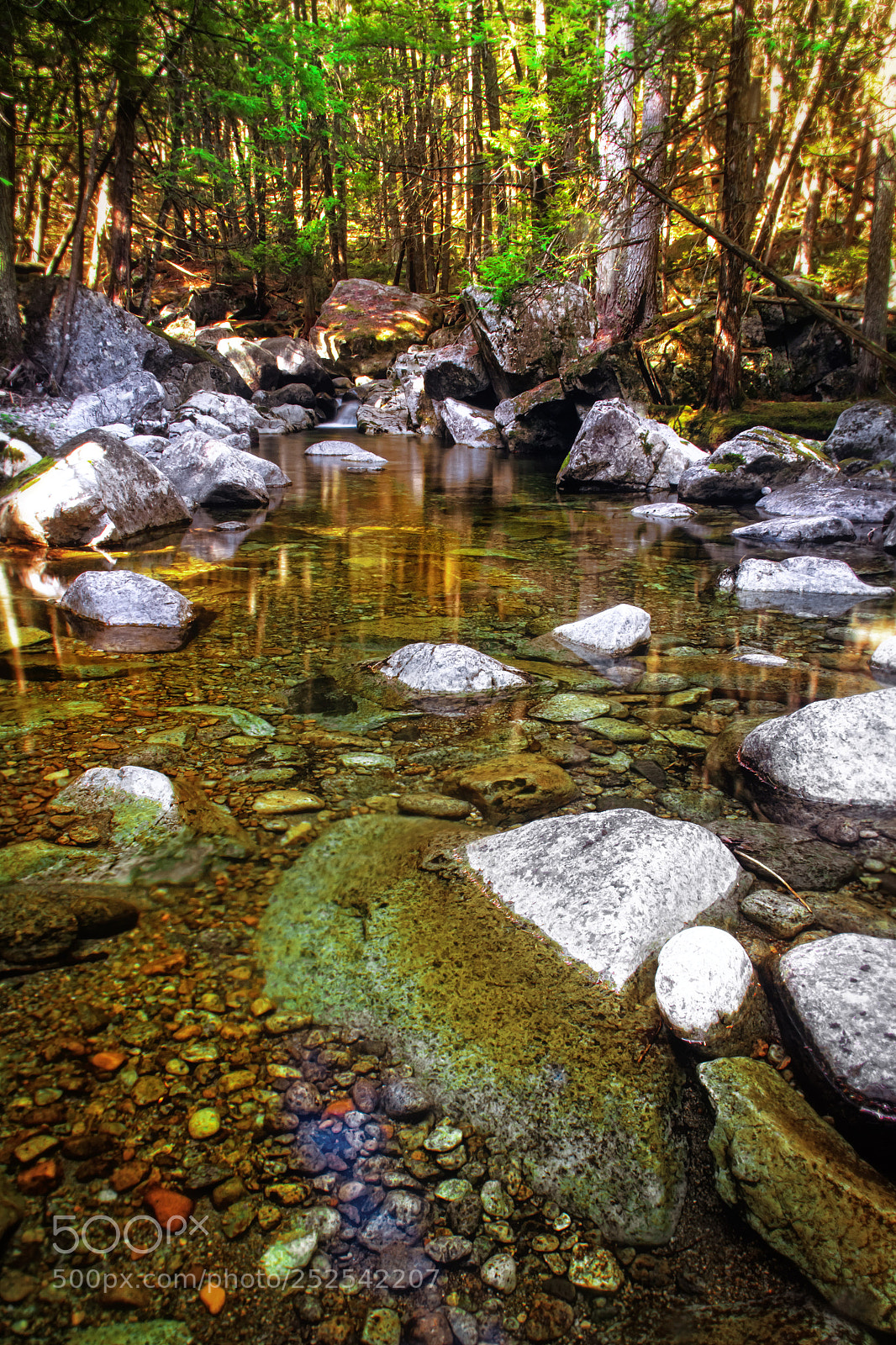 Canon EOS 7D sample photo. Deep in the woods photography