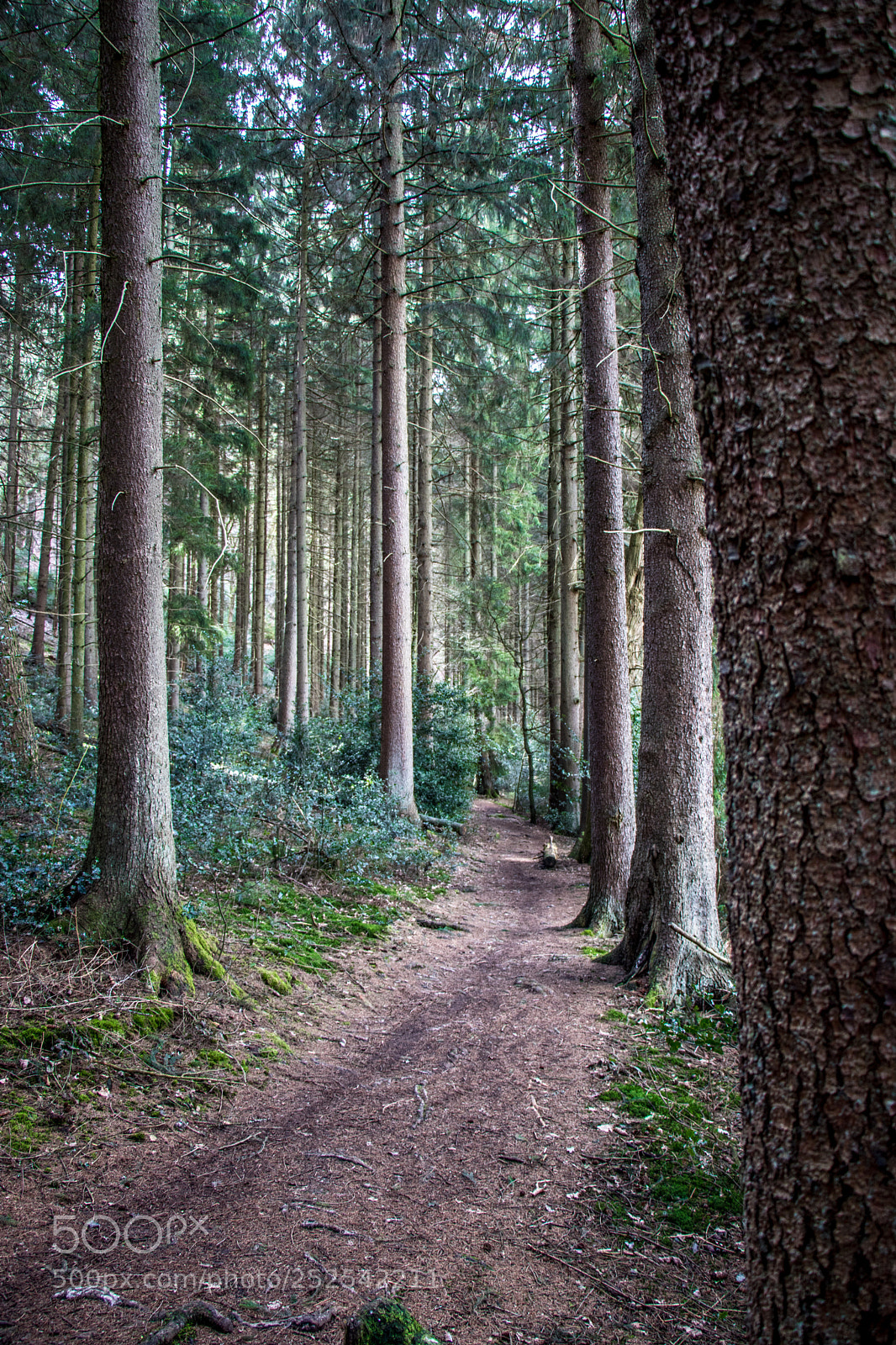 Canon EOS 80D sample photo. Wald - forest photography