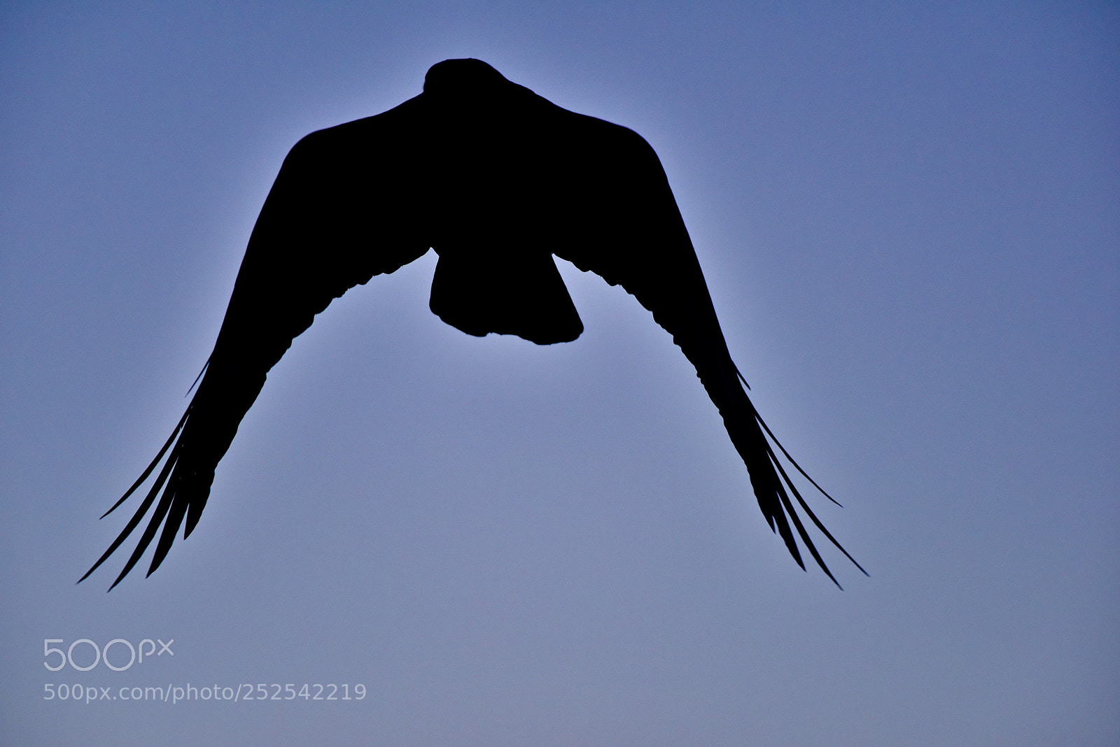 Nikon D810 sample photo. Flight photography