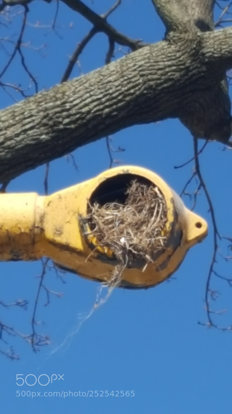 Samsung Galaxy S6 sample photo. Bird nest in a photography