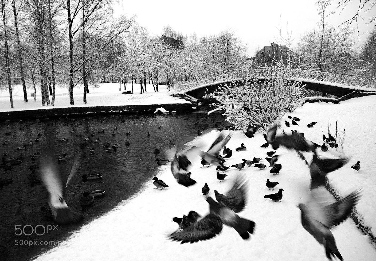 Sony SLT-A77 sample photo. черно-белые голуби photography