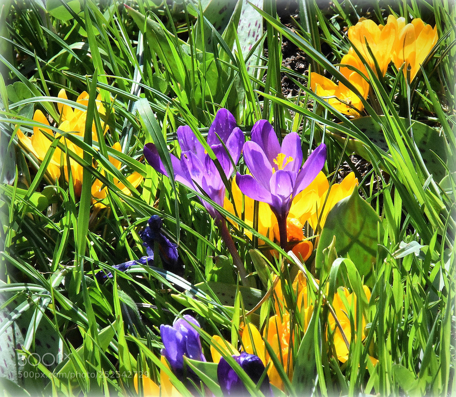 Nikon D7200 sample photo. "salu,printemps" photography