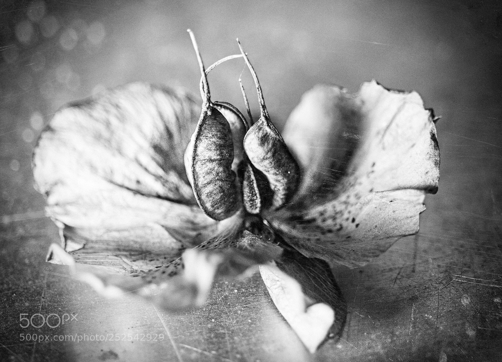 Sony a7 sample photo. Hellebore with seeds photography