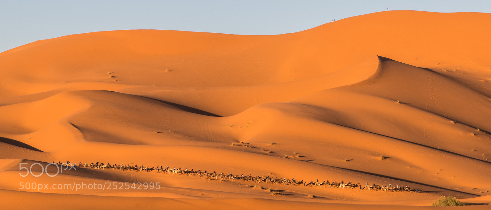 Nikon D850 sample photo. Extensive camel caravan photography