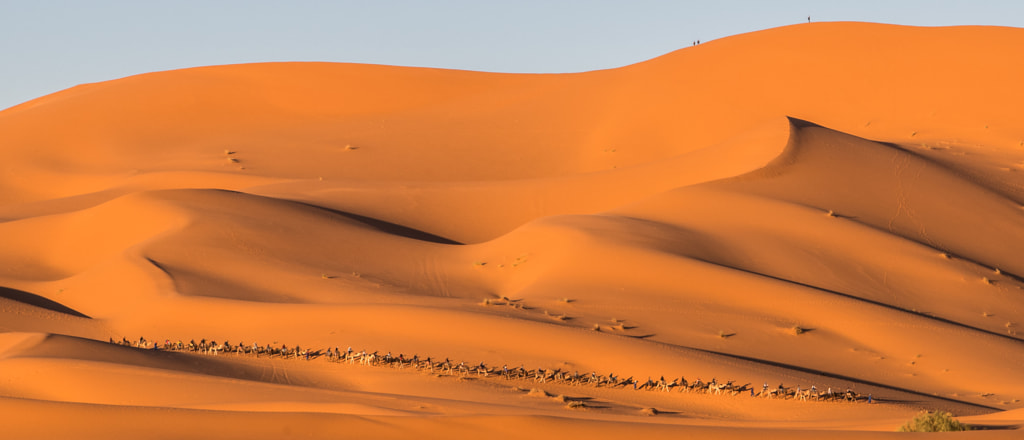 Extensive Camel Caravan by Matt MacDonald on 500px.com