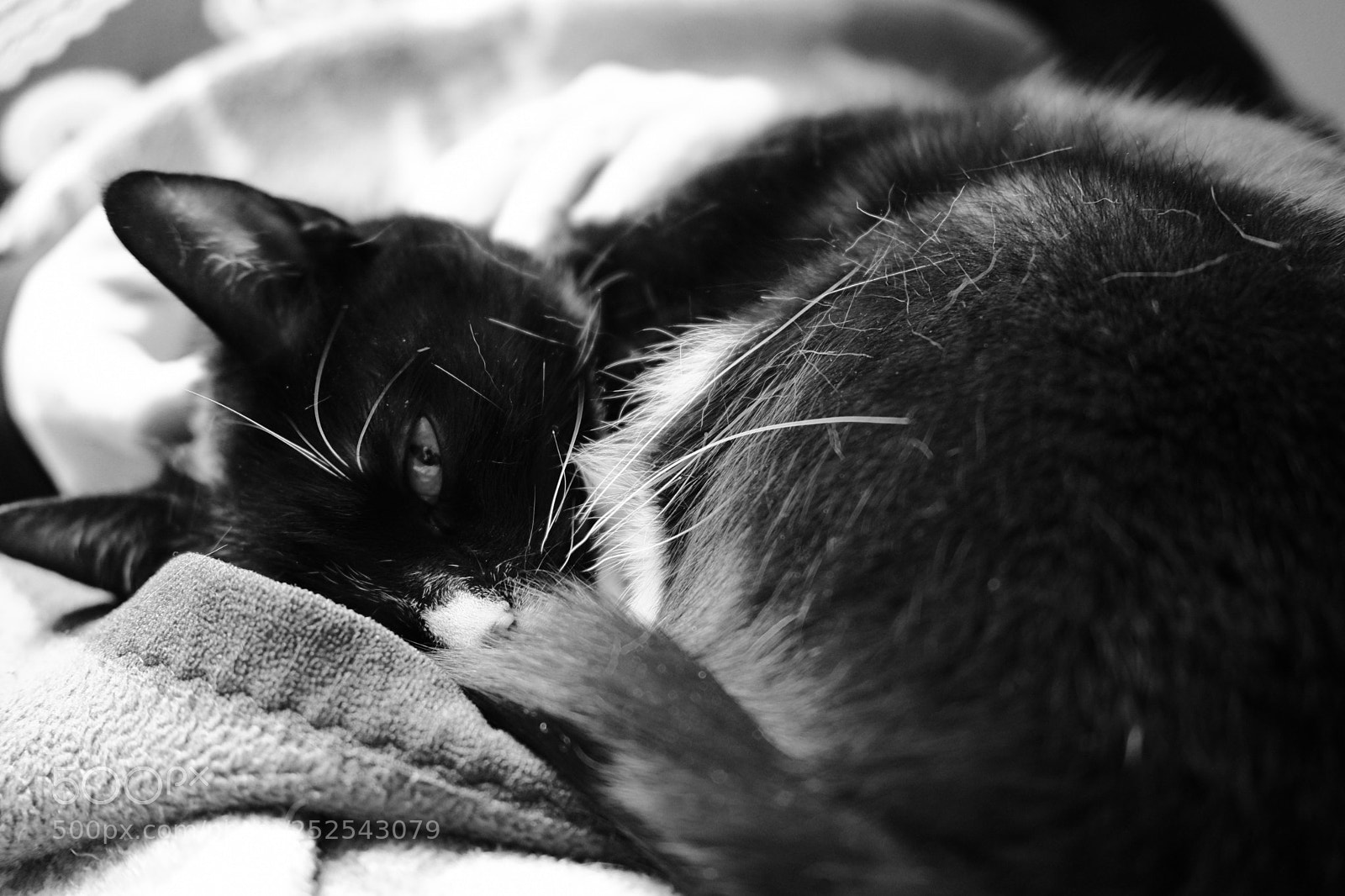 Fujifilm X-Pro2 sample photo. Tenderness photography
