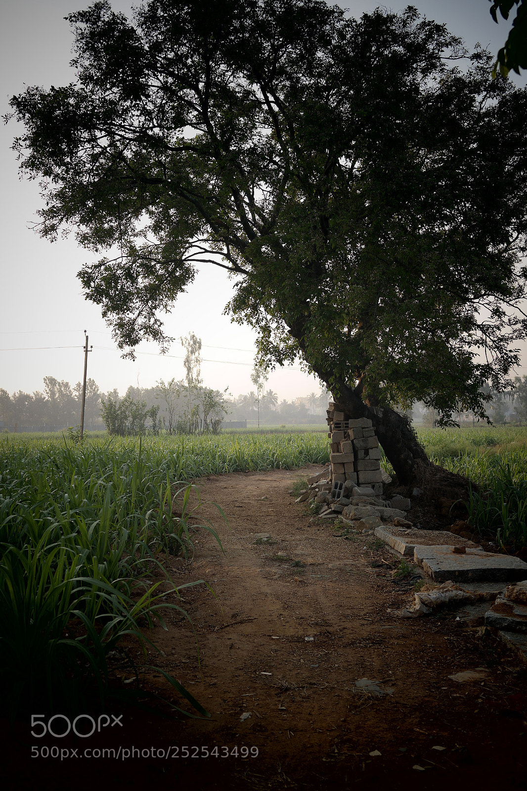 Samsung NX2000 sample photo. Samsung csc photography