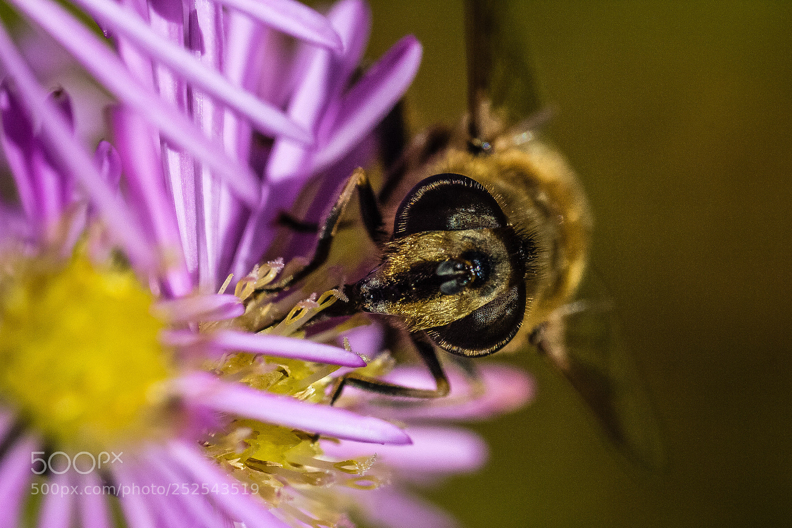 Canon EOS 60D sample photo. Honey bee 3 photography