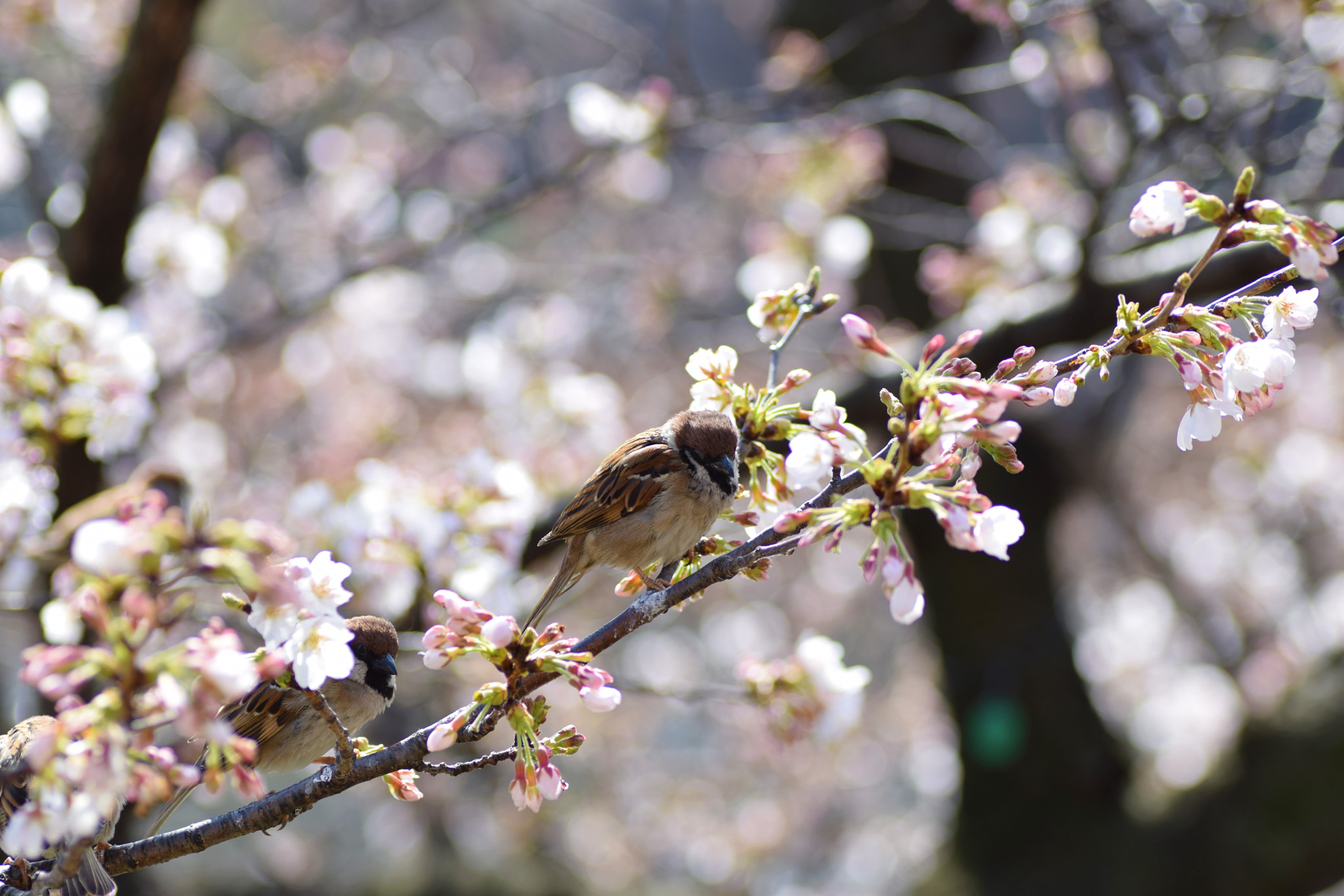 Nikon D3300 sample photo. Birds enjoy spring photography