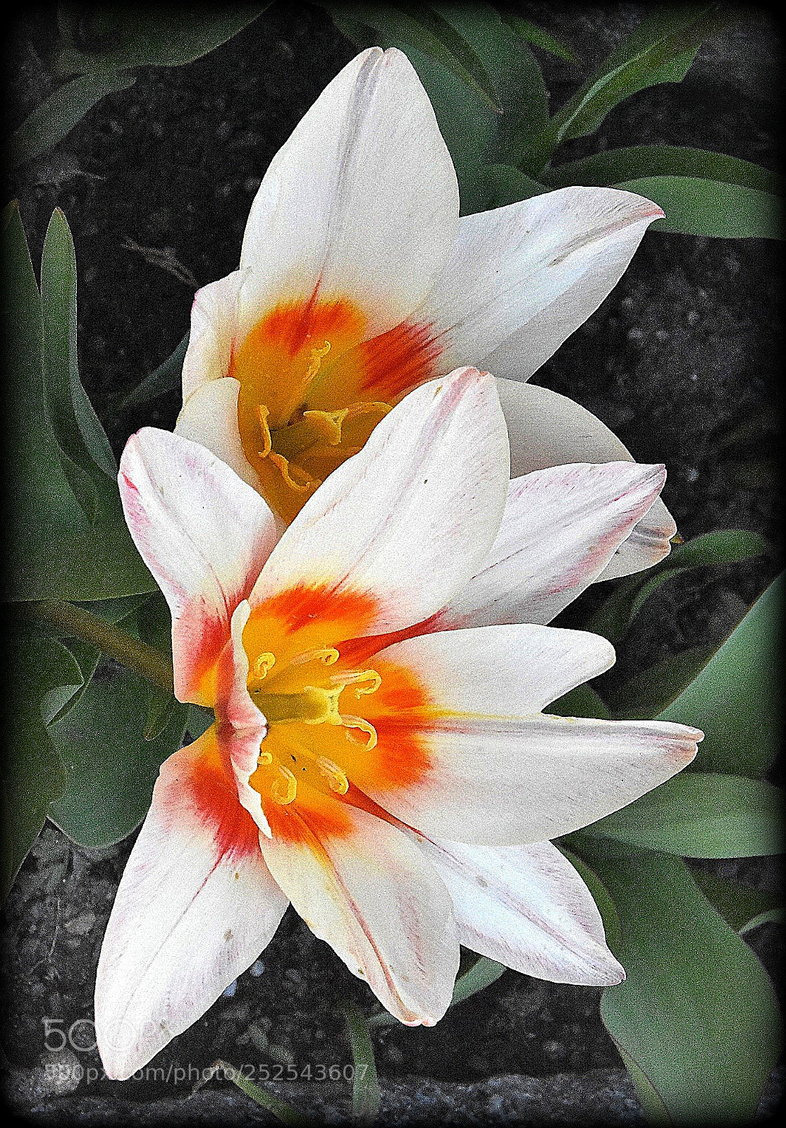 Nikon D7200 sample photo. "early tulips" photography