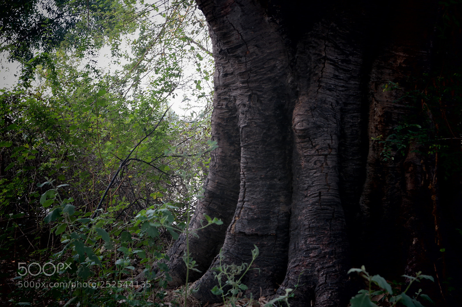 Samsung NX2000 sample photo. Morning ride photography