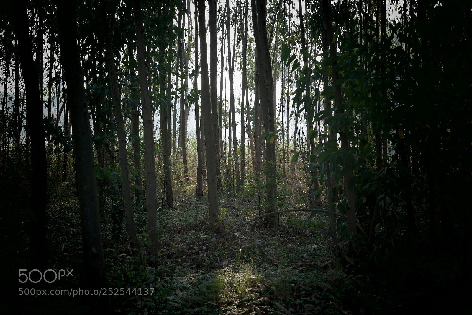 Samsung NX2000 sample photo. Morning ride photography