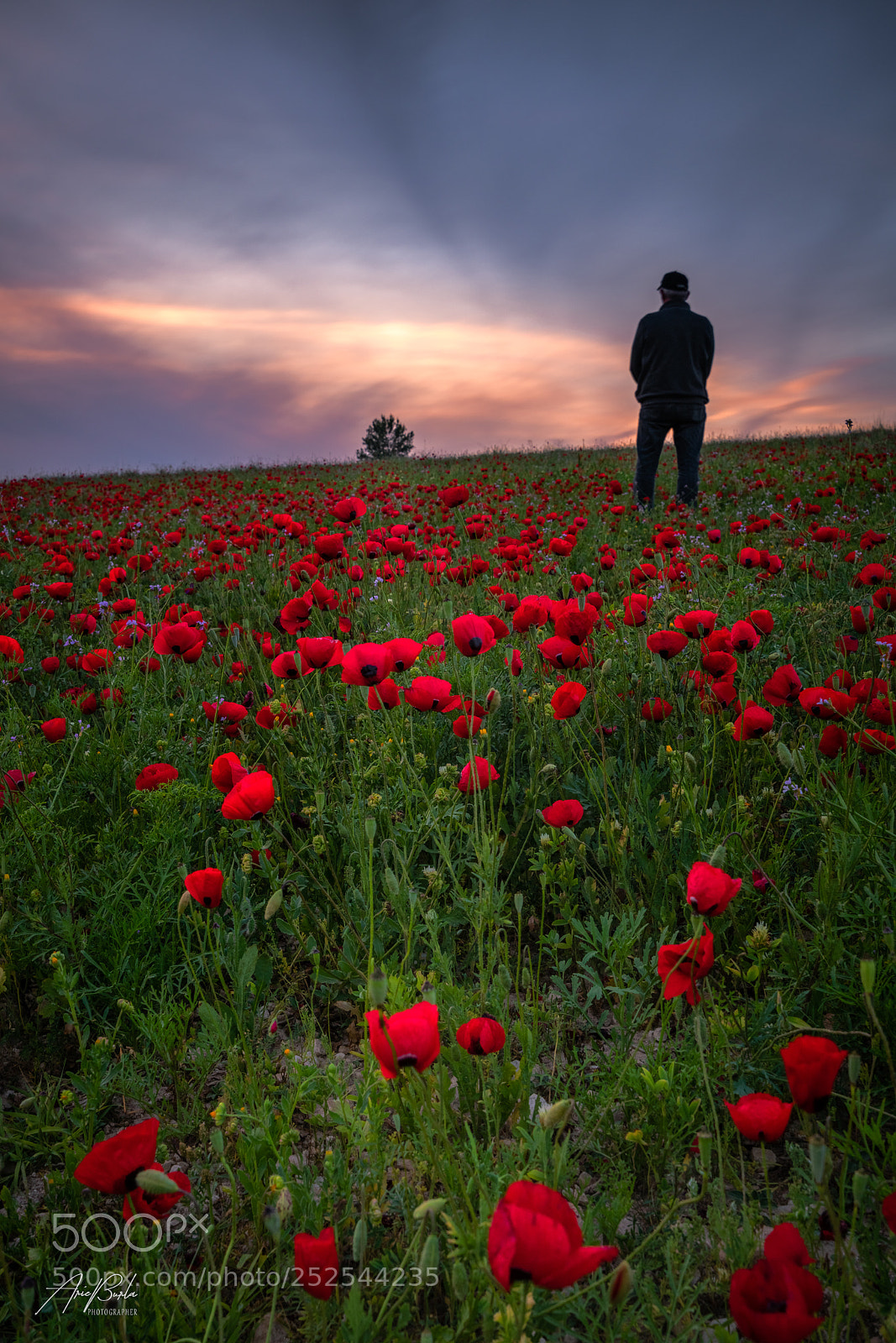 Sony a7R II sample photo. Poppies for mom photography