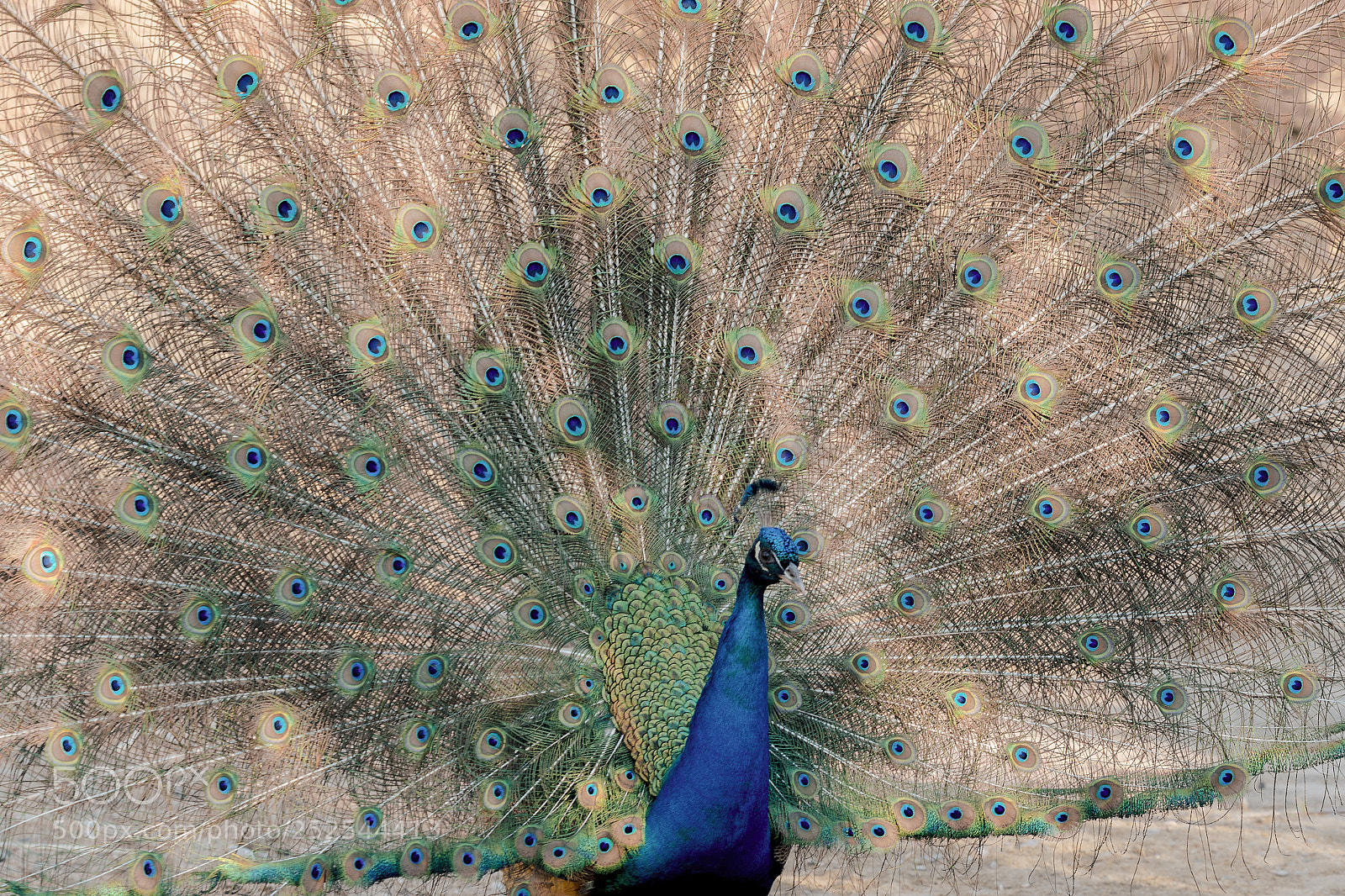 Canon EOS 70D sample photo. Mr peacock photography