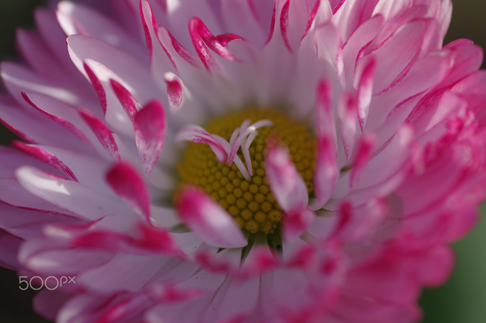 Pentax smc D-FA 100mm F2.8 Macro WR sample photo. Erigeron photography