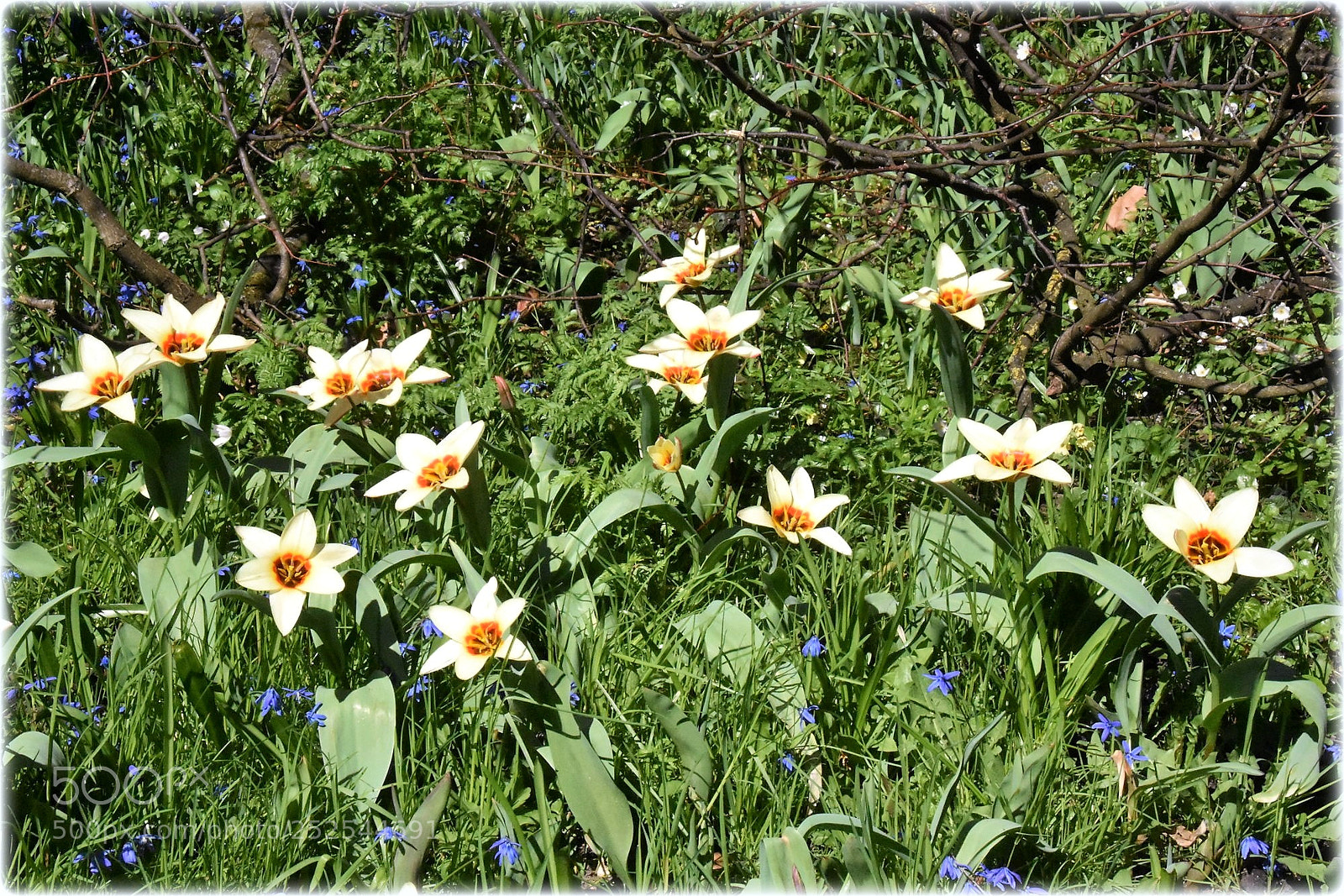 Nikon D7200 sample photo. "flower-power" photography