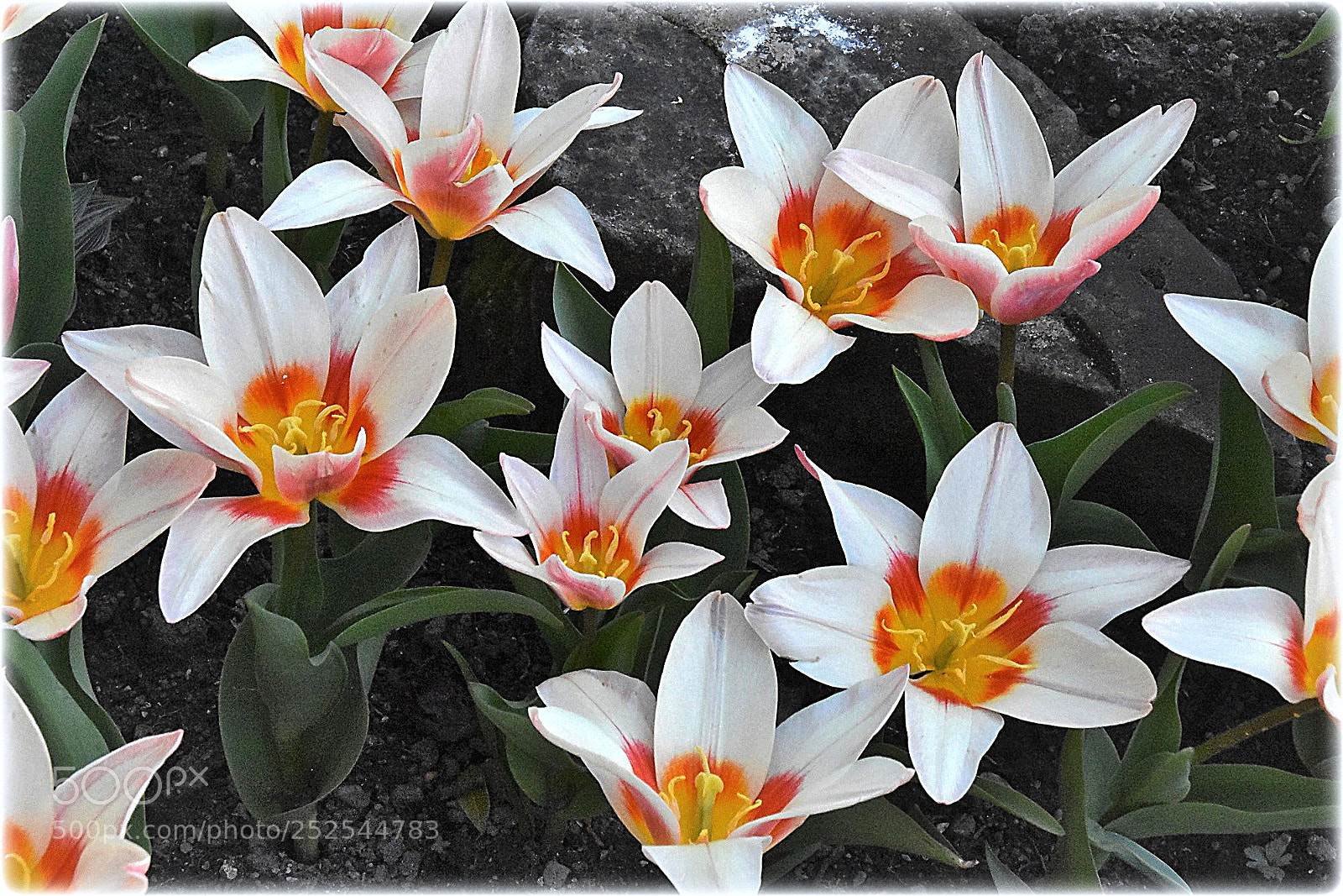 Nikon D7200 sample photo. "tulips" photography
