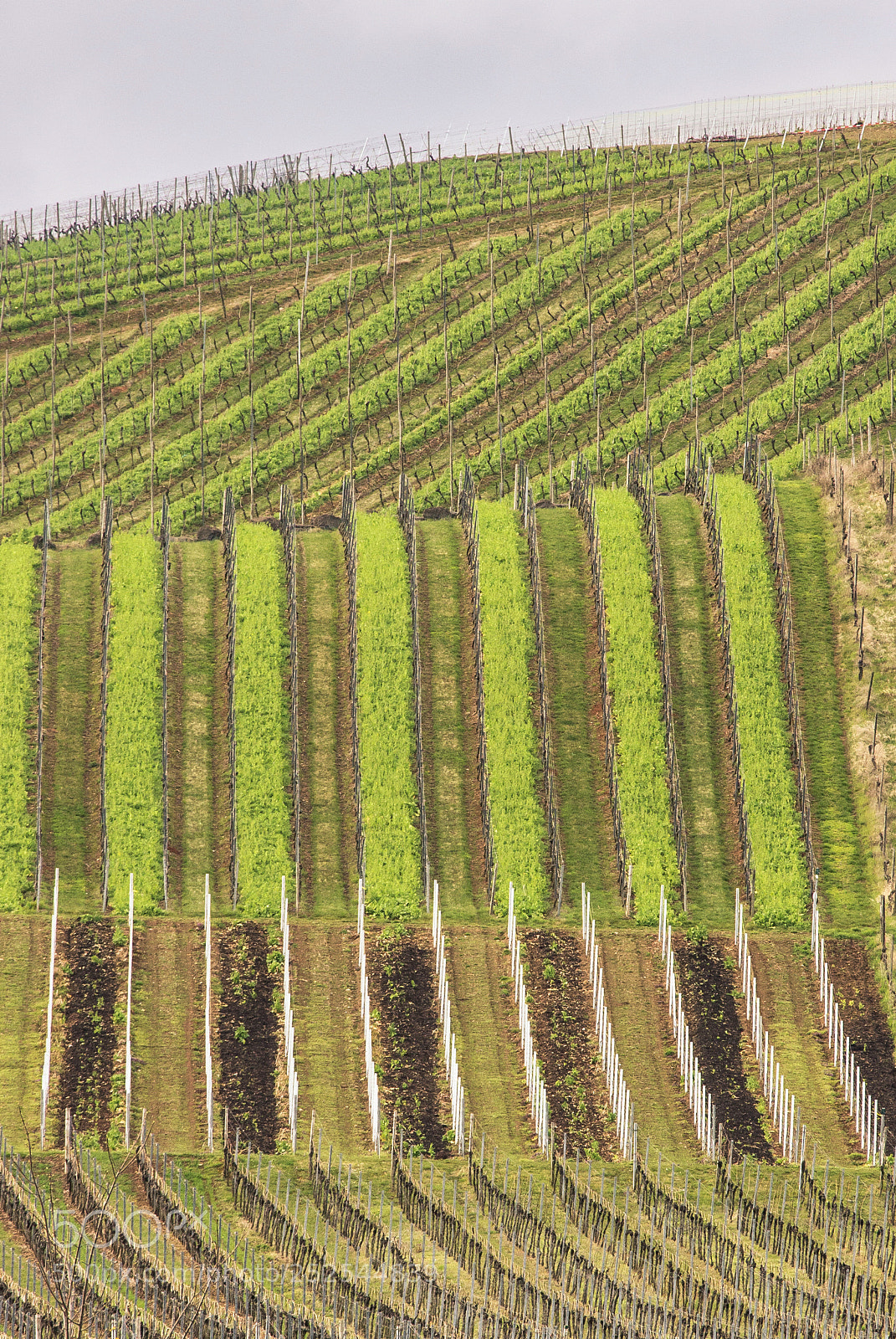 Canon EOS 600D (Rebel EOS T3i / EOS Kiss X5) sample photo. Vineyards winzenheim photography