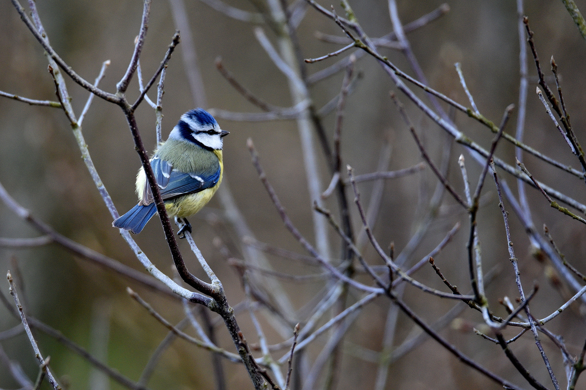 Nikon D750 + Sigma 150-600mm F5-6.3 DG OS HSM | S sample photo. Mésange, observatoire au lac d'orient, aube photography