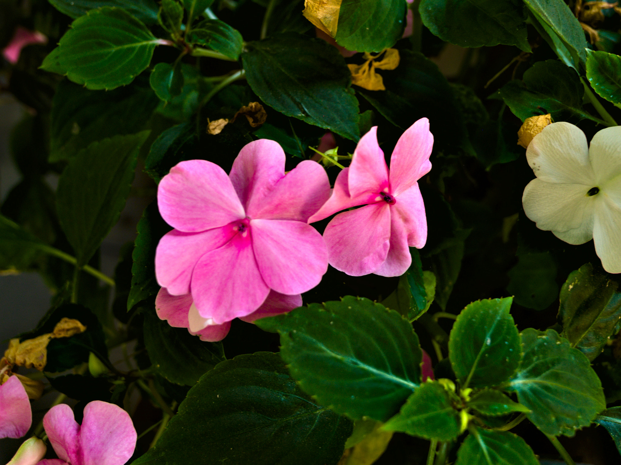 Olympus E-1 sample photo. Olympus digital camera photography