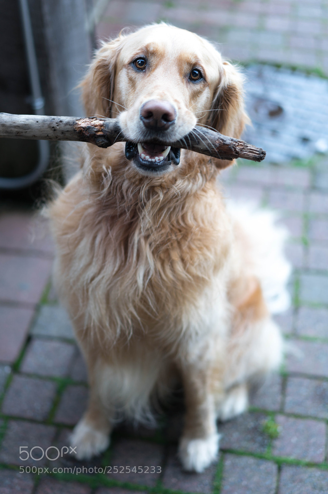 Sony a7R III sample photo. Who's a good boy ? photography