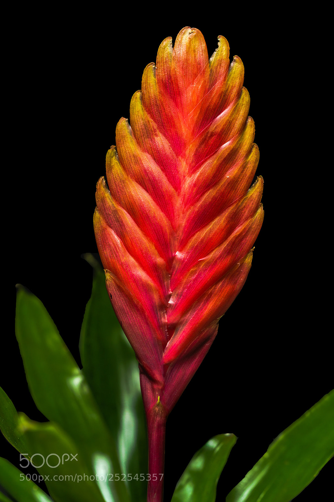 Sony a7R II sample photo. Guzmania bromeliad photography