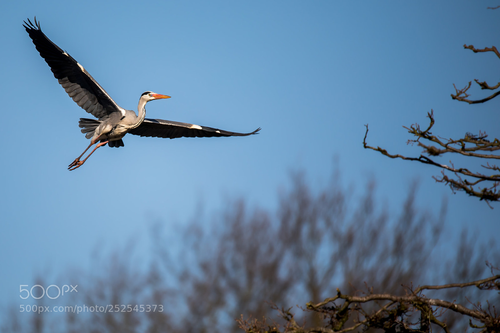 Canon EOS 5D Mark IV sample photo. Grey heron photography