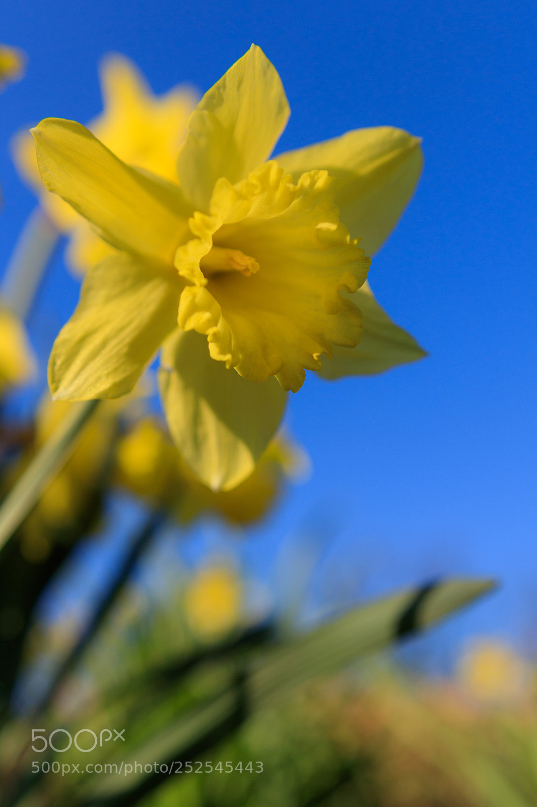 Canon EOS 80D sample photo. Blue-yellow photography